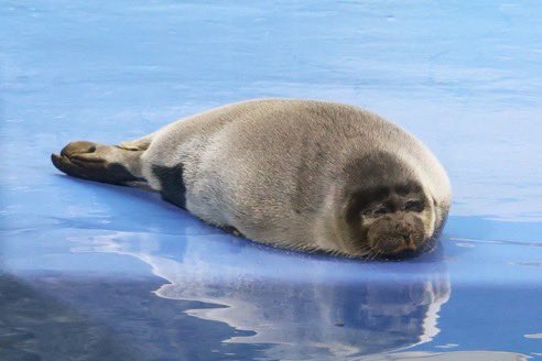 Kody (Ceph) (🦭 x 24) tweet media