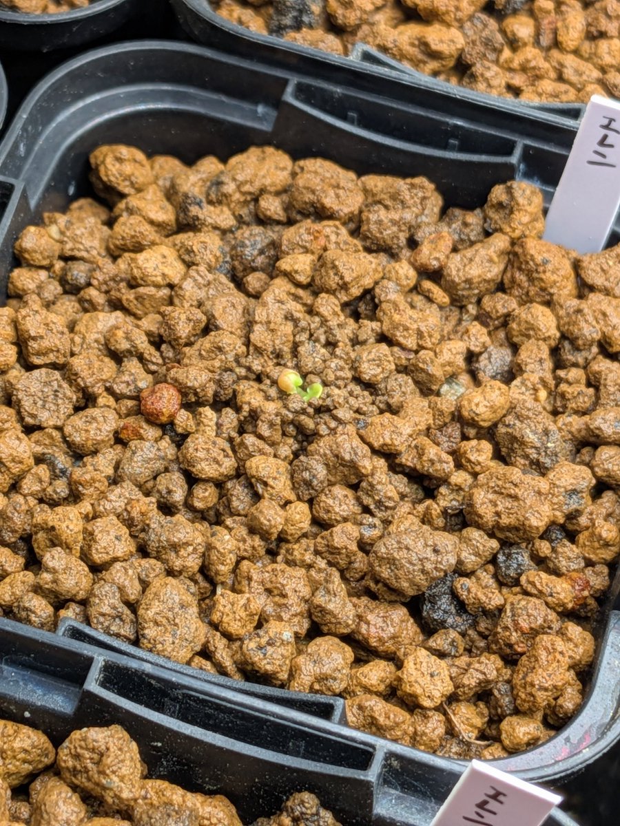 Le Norte tweet media