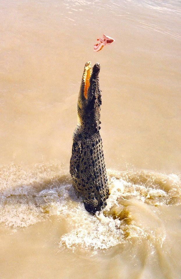 COMANDANTE🦍 tweet media