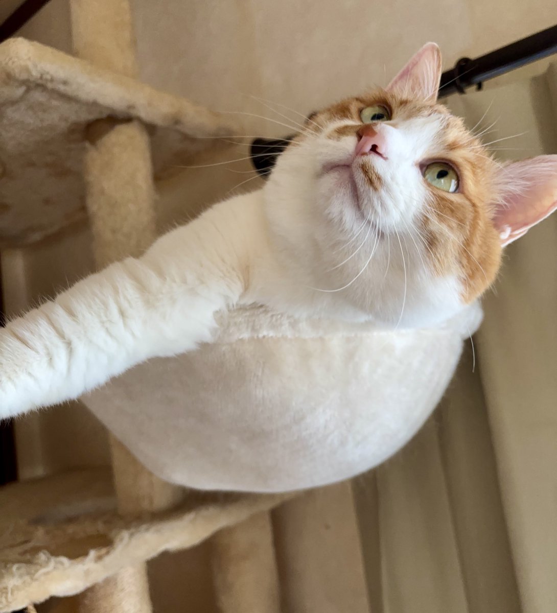 よもぎあんモナカ🫘🍨 tweet media