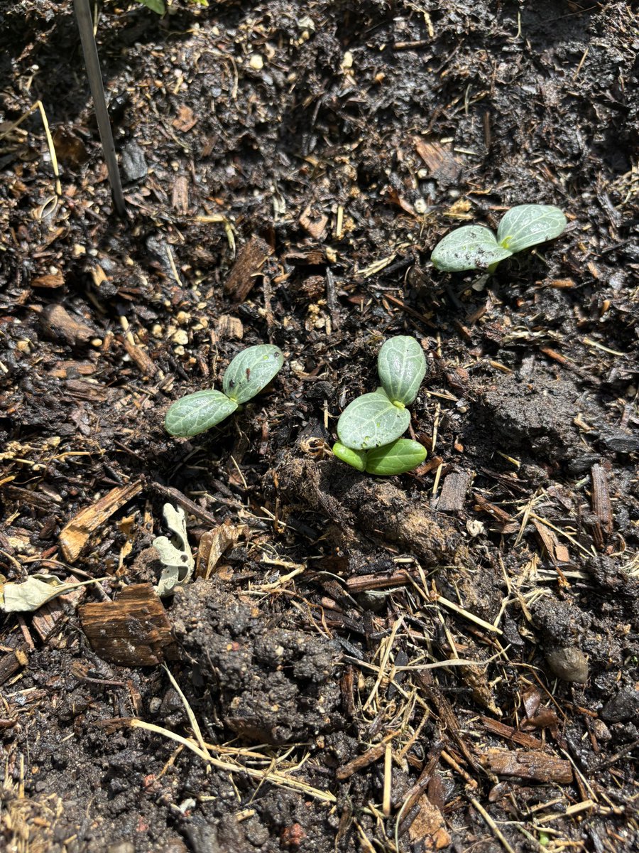 Aurora 🇺🇲 tweet media