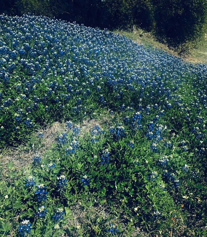 Texas 🇺🇸 tweet media