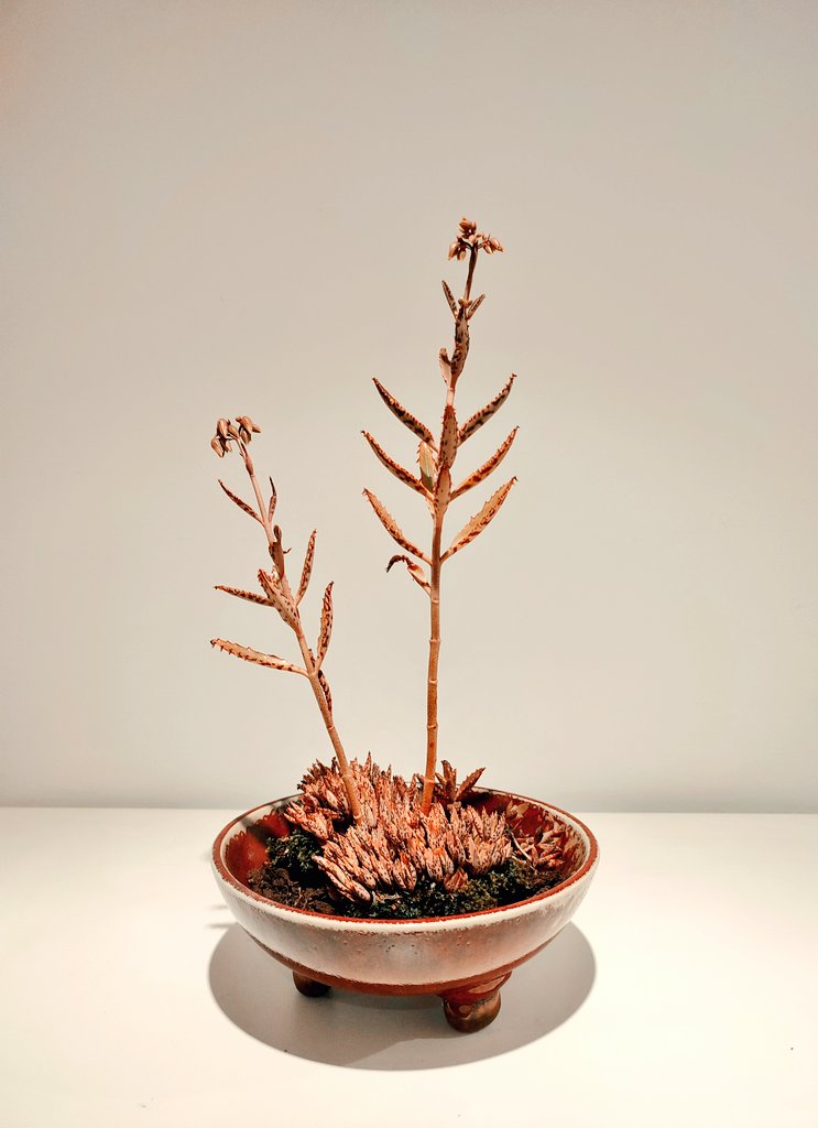 Sra Cigarra tweet media