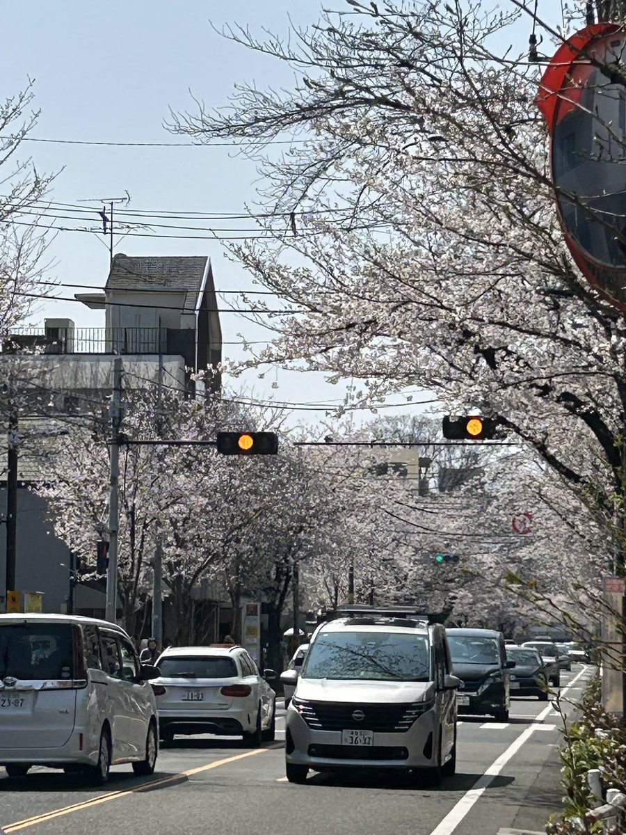 深田貴美子/東京維新幹事長/武蔵野市 tweet media