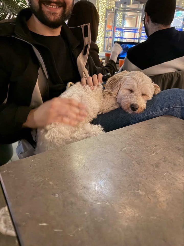 Hatay Sokak Canları tweet media