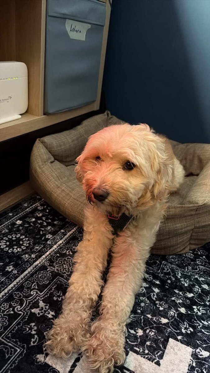 Hatay Sokak Canları tweet media