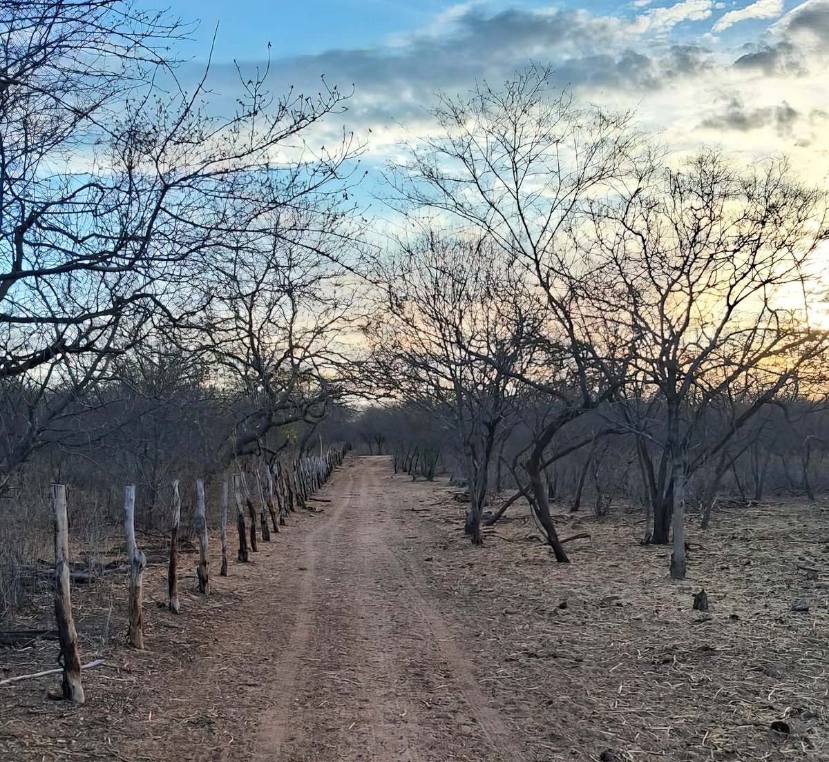 Geopizzza's tweet photo. A transformação da CAATINGA! 🌵

📍 São Jorge do Sabugi, Paraíba
📷Dezembro | Fevereiro https://t.co/EIXr4ok7to