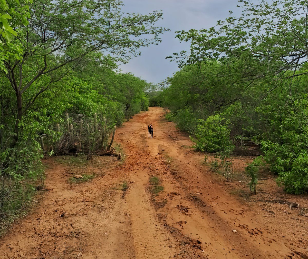 Geopizzza's tweet photo. A transformação da CAATINGA! 🌵

📍 São Jorge do Sabugi, Paraíba
📷Dezembro | Fevereiro https://t.co/EIXr4ok7to