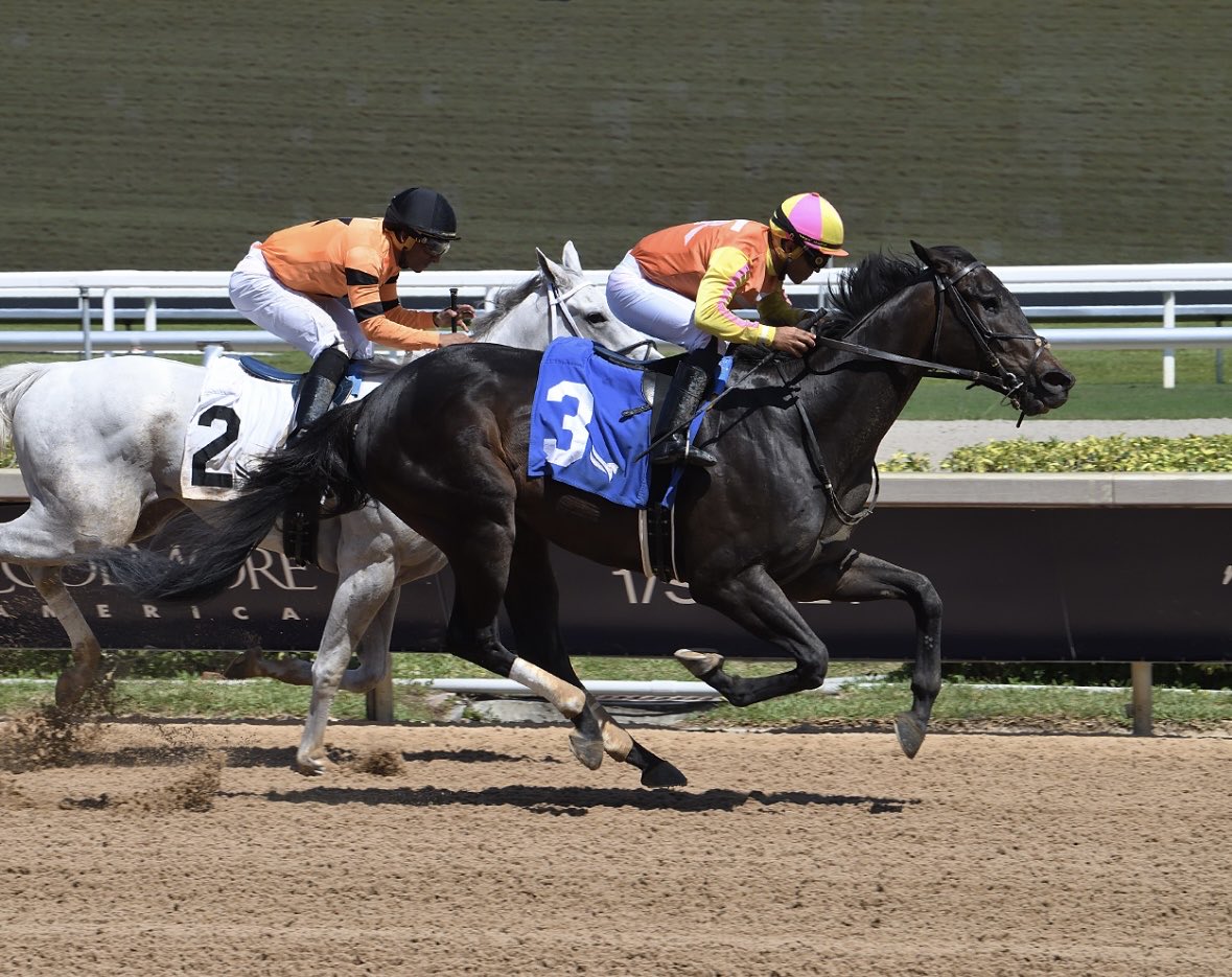 Beau Chapman tweet media