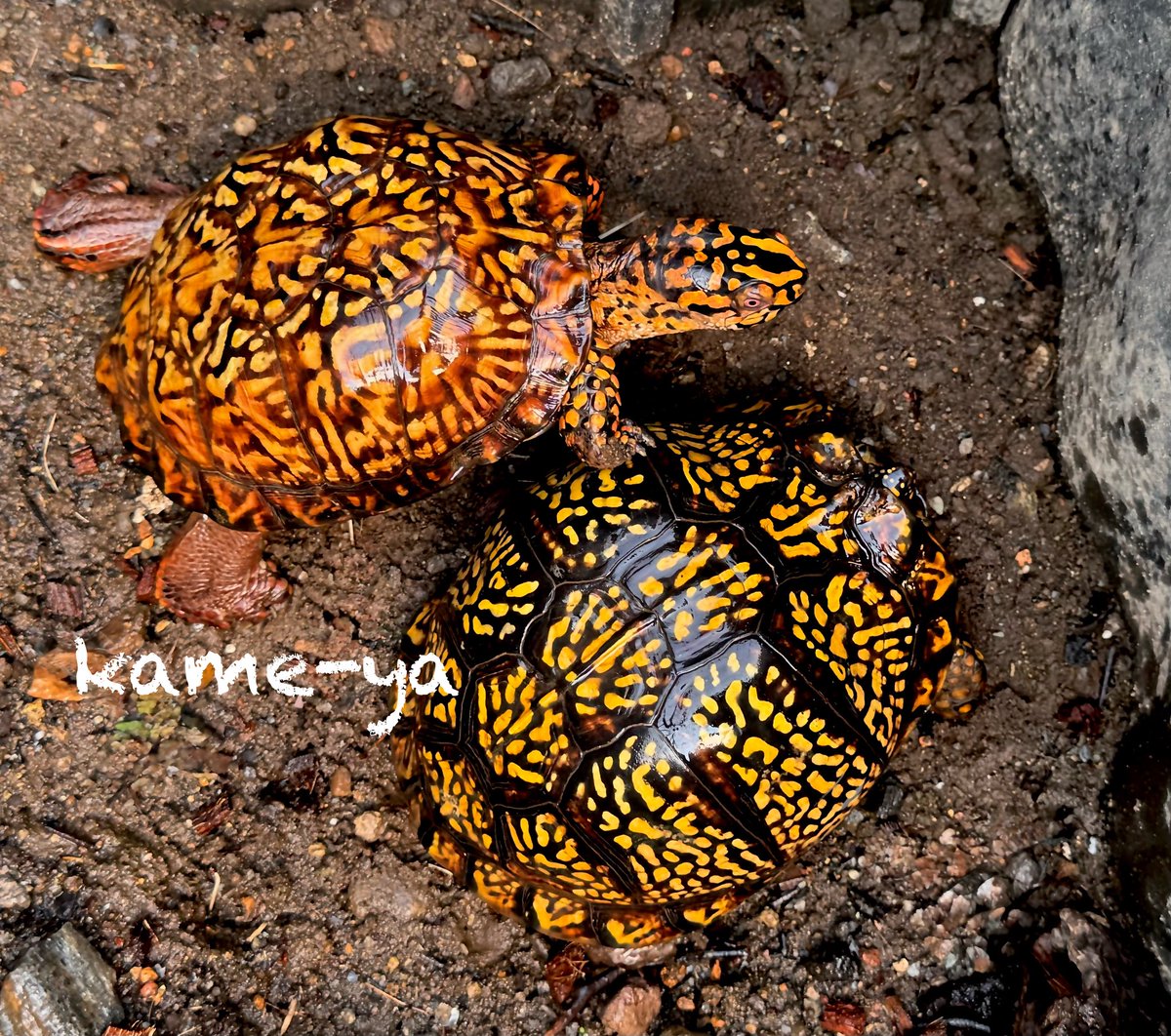 kame-yaナオ tweet media