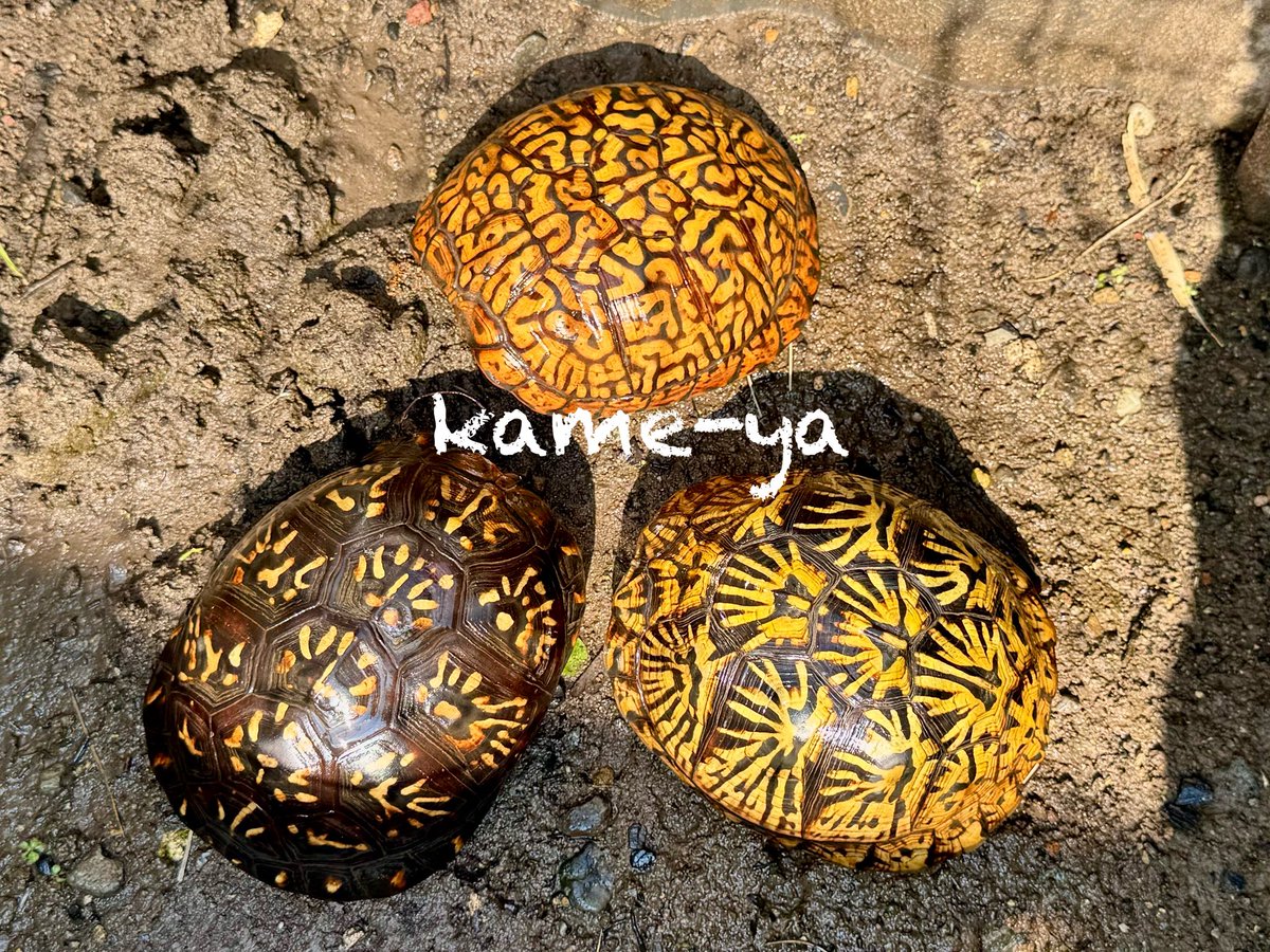 kame-yaナオ tweet media