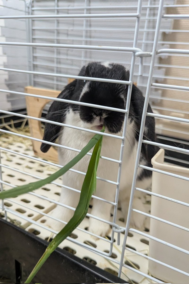 よくわからんイネ科の草…赤子(幼児)からもらったうさ… #シュラス子