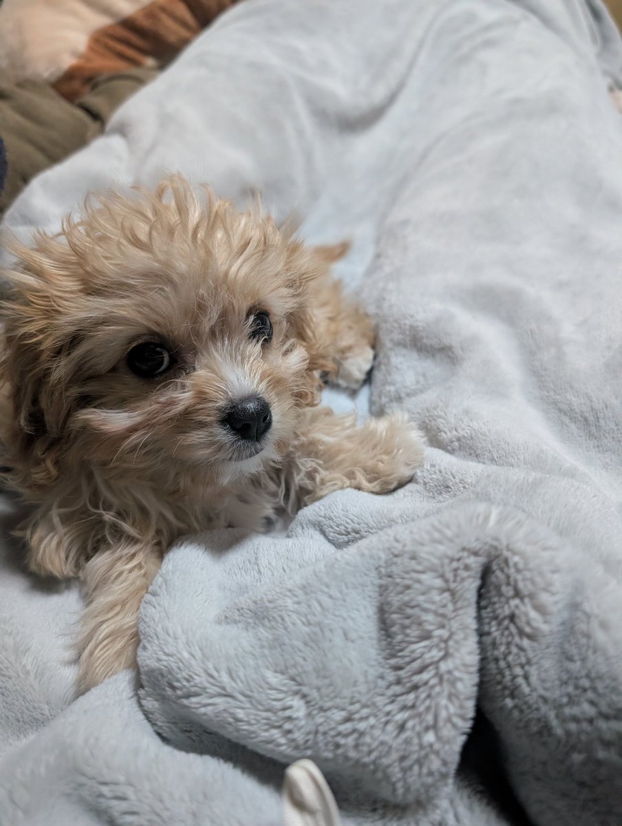 玉子川　ぬこ tweet media