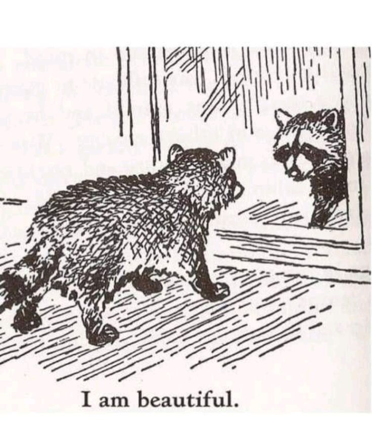 silly raccoons & pandas tweet media