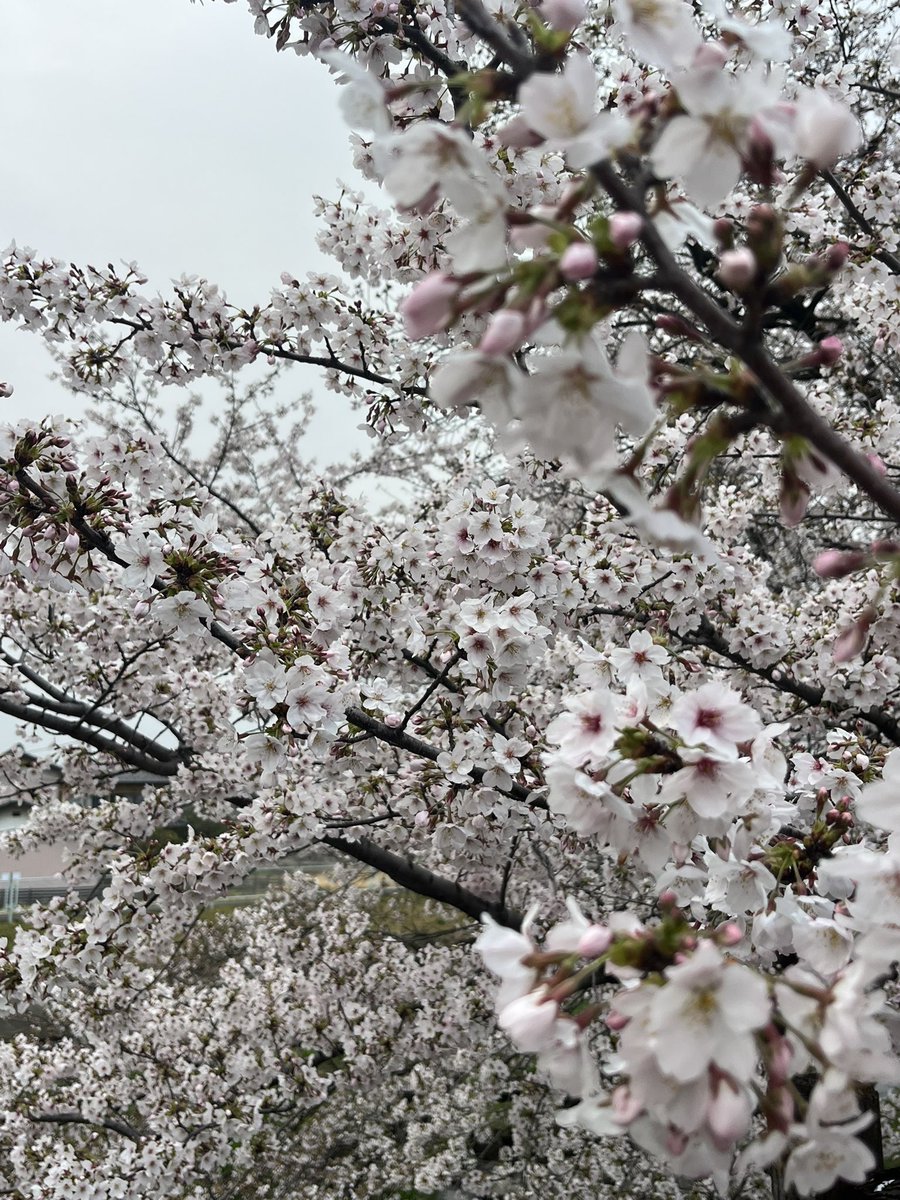 マッチボックス tweet media