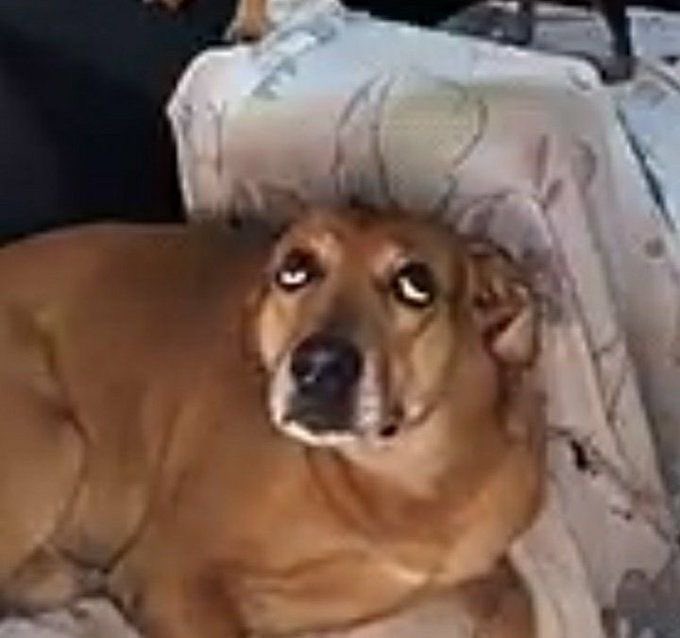 SÓCRATES tweet media