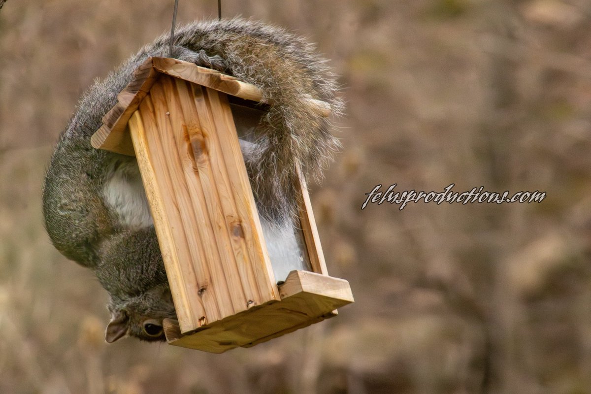 ripka_lance's tweet photo. Mission Impossible: The Sunflower Seed Heist 🐿️🌻

I thought I bought a bird feeder. Apparently, you need to meet the "Seed Ninja." As you can see from the photo, gravity is merely a suggestion for this guy.
#squirrels #birdfeeders #birds #backyard #squirrelfeeder https://t.co/bPqWWFCVlz