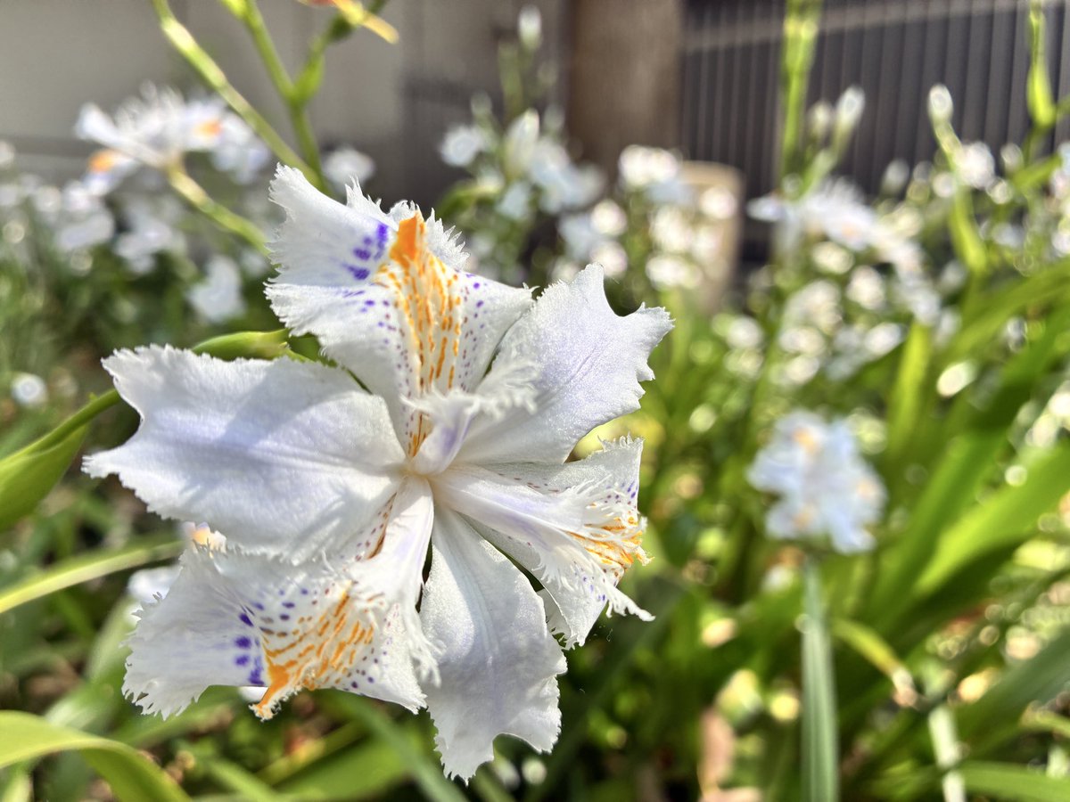 コガネムシはかねもちだ tweet media