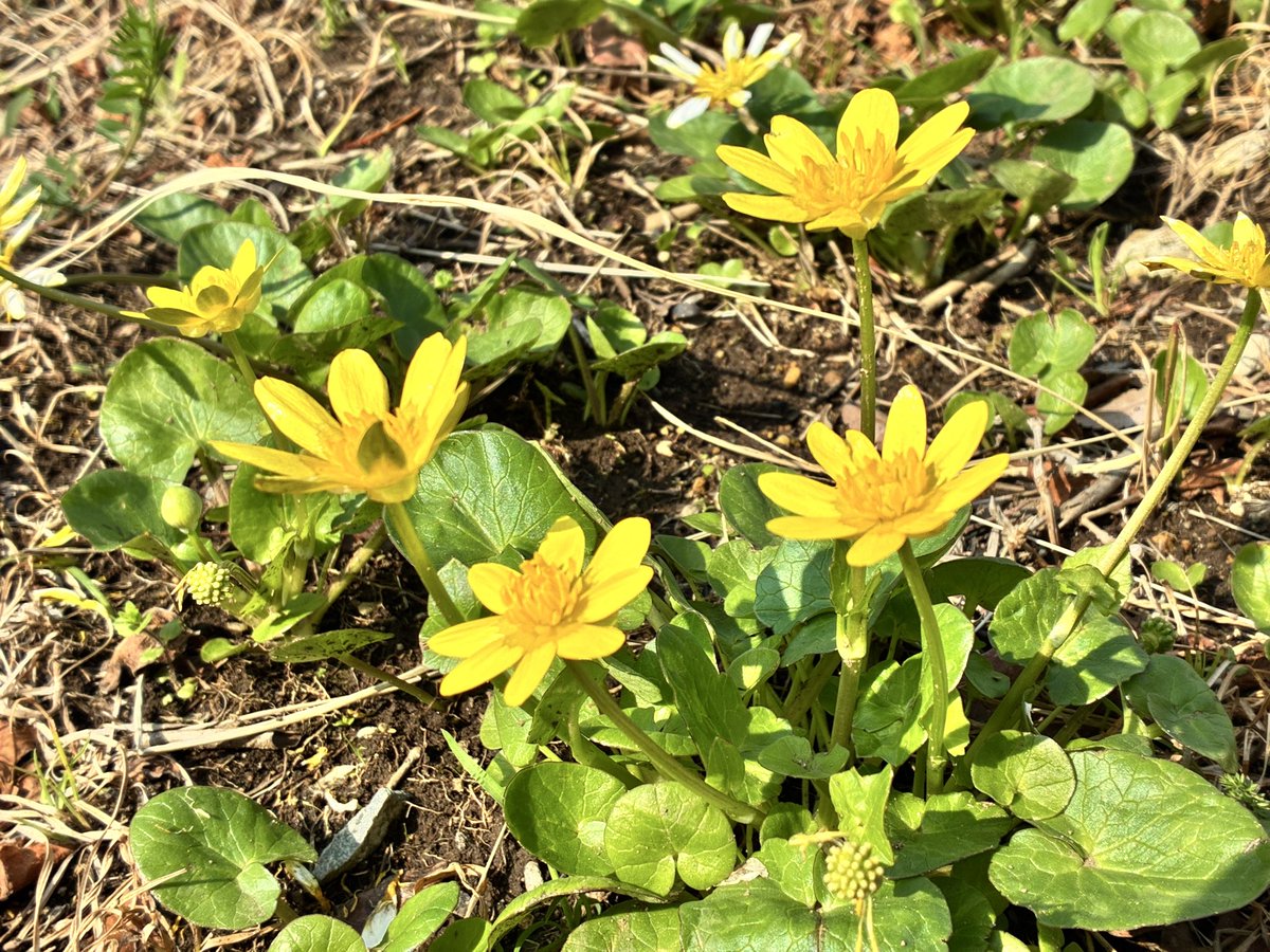 コガネムシはかねもちだ tweet media