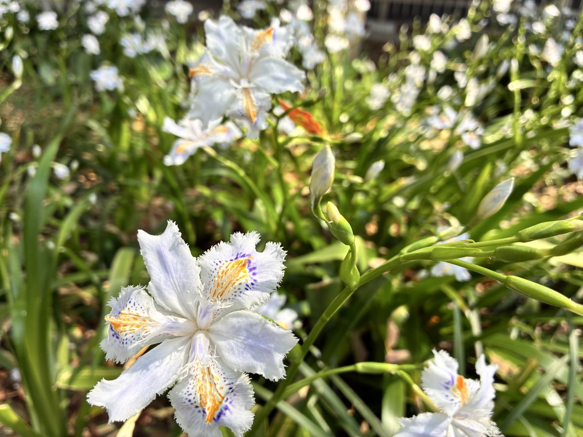 コガネムシはかねもちだ tweet media