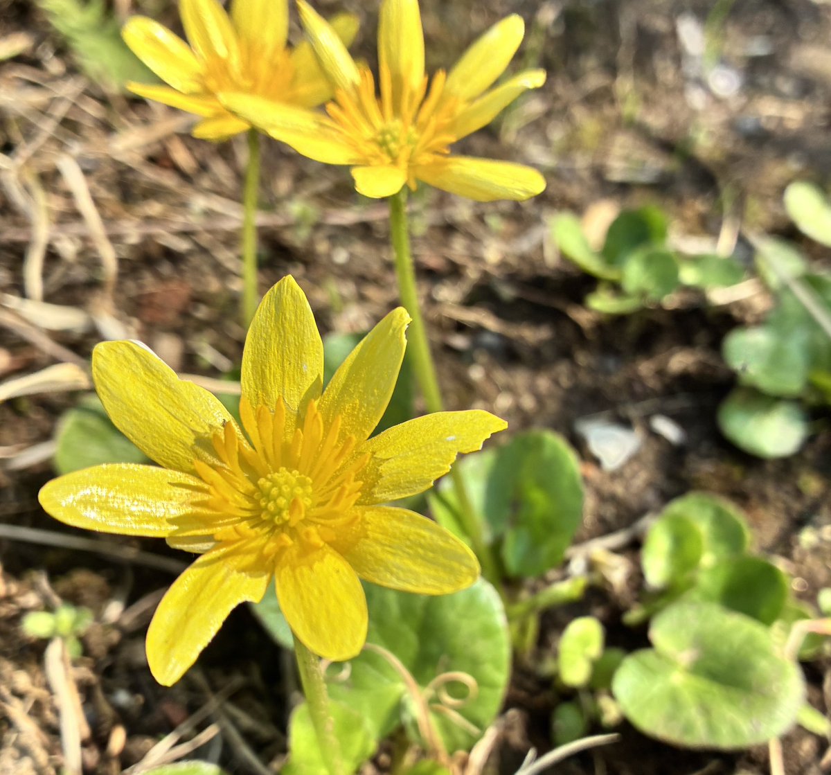 コガネムシはかねもちだ tweet media