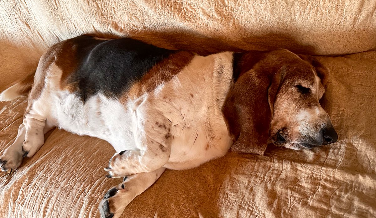 MocklerBassets's tweet image. Sharing #cheese🧀snacks. Charlene missed out bc she’s😴.