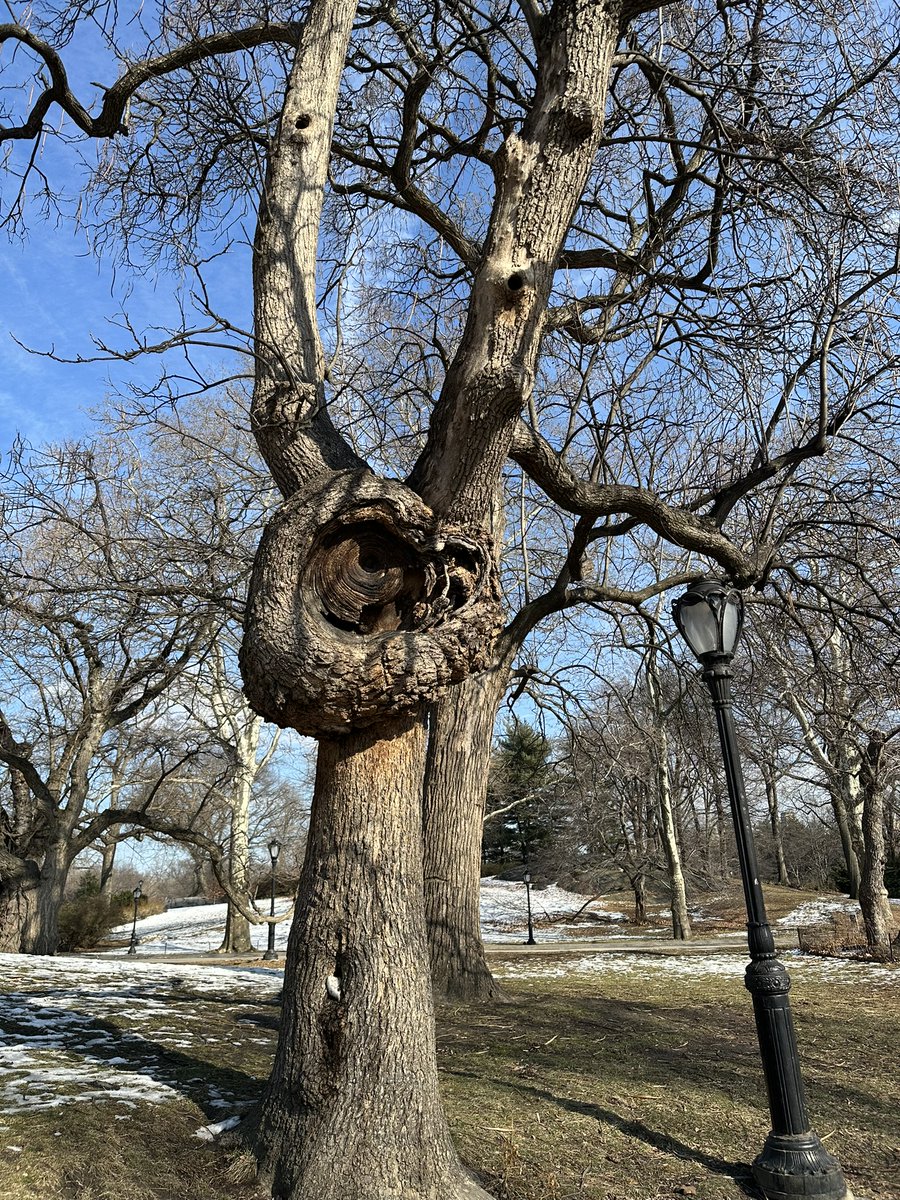 EllieJapan2022's tweet photo. There is the strange circle sign on that tree!!!
#centralparkxseakeen #NY #Manhattan #familyrime #withmylove #warm #theUS #ItsApril https://t.co/7p9jdAEsxR