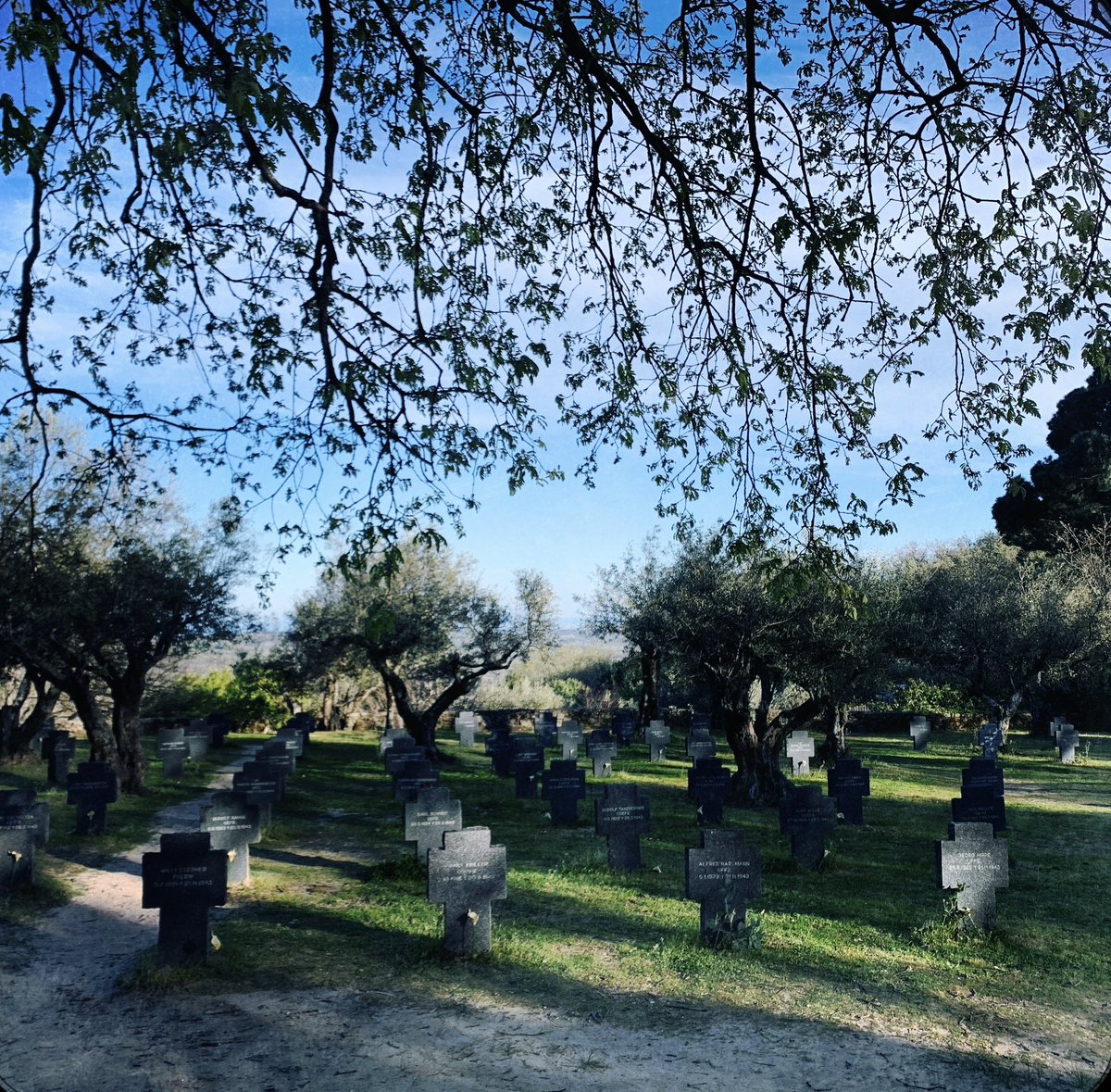 fromthetree tweet media