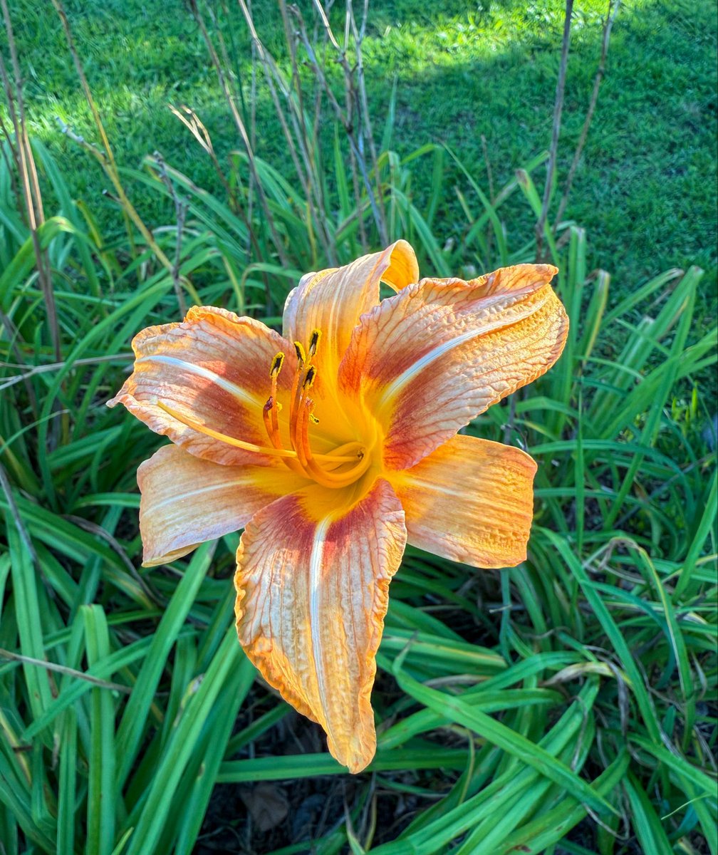 HistoricHope's tweet photo. If you are interested in volunteering, but are unable to attend the Orientation session, please let us know by emailing gardenncloth@historichope.org or leaving a message at (252)794-3140. Hope to see you out there! https://t.co/ZZfaqZWSY1