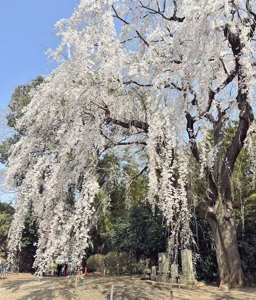 Ramen-Samurai tweet media