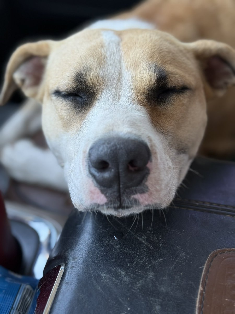 Layla’s Heart Ranch and Rescue tweet media