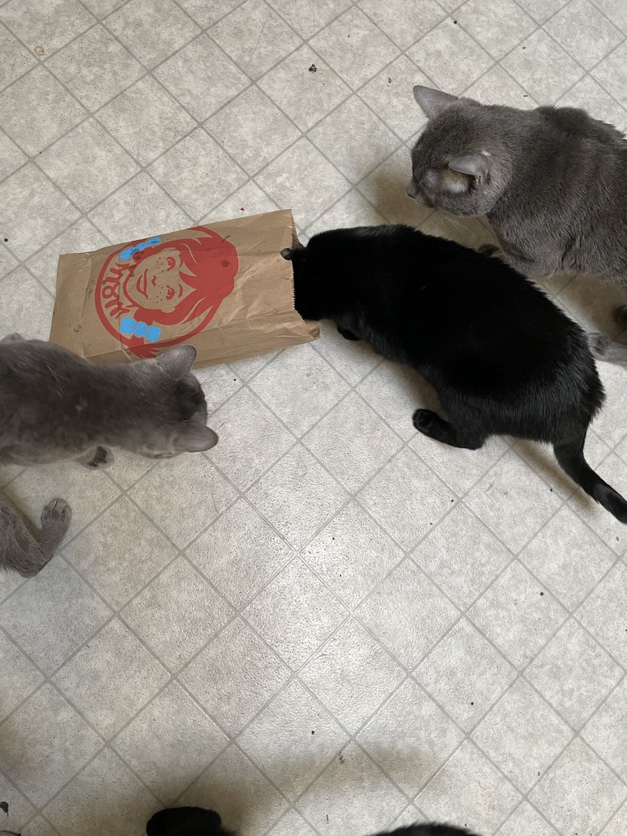 asmirus's tweet photo. When the @Wendys nuggets are so good, your cats steal your bag. https://t.co/EBrPnPFlR2