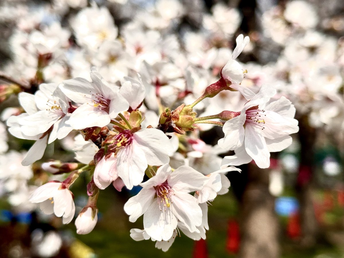 ymkw_mc's tweet photo. 今年も満開の桜を見れてよかった🌸春になると心躍りますね https://t.co/Ctvl215sr9