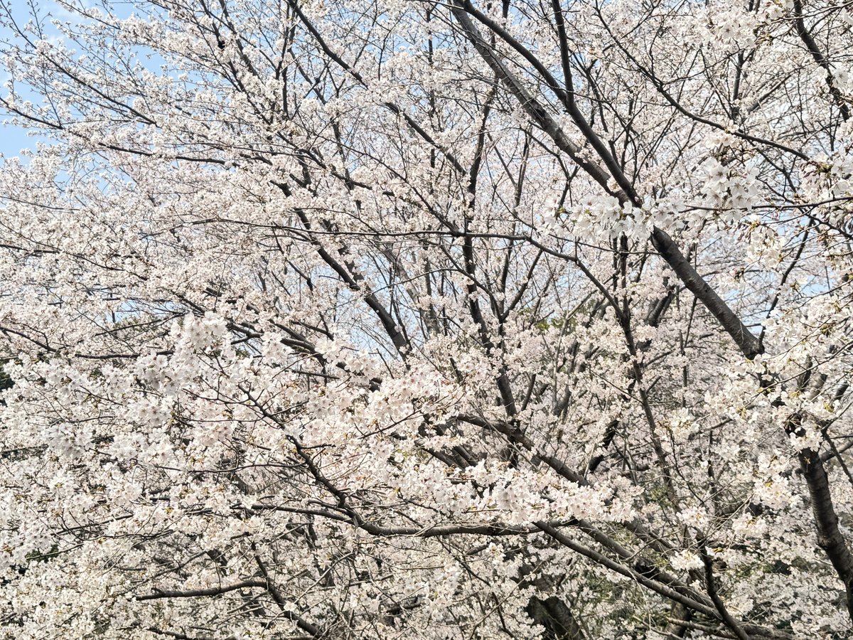 ymkw_mc's tweet photo. 今年も満開の桜を見れてよかった🌸春になると心躍りますね https://t.co/Ctvl215sr9