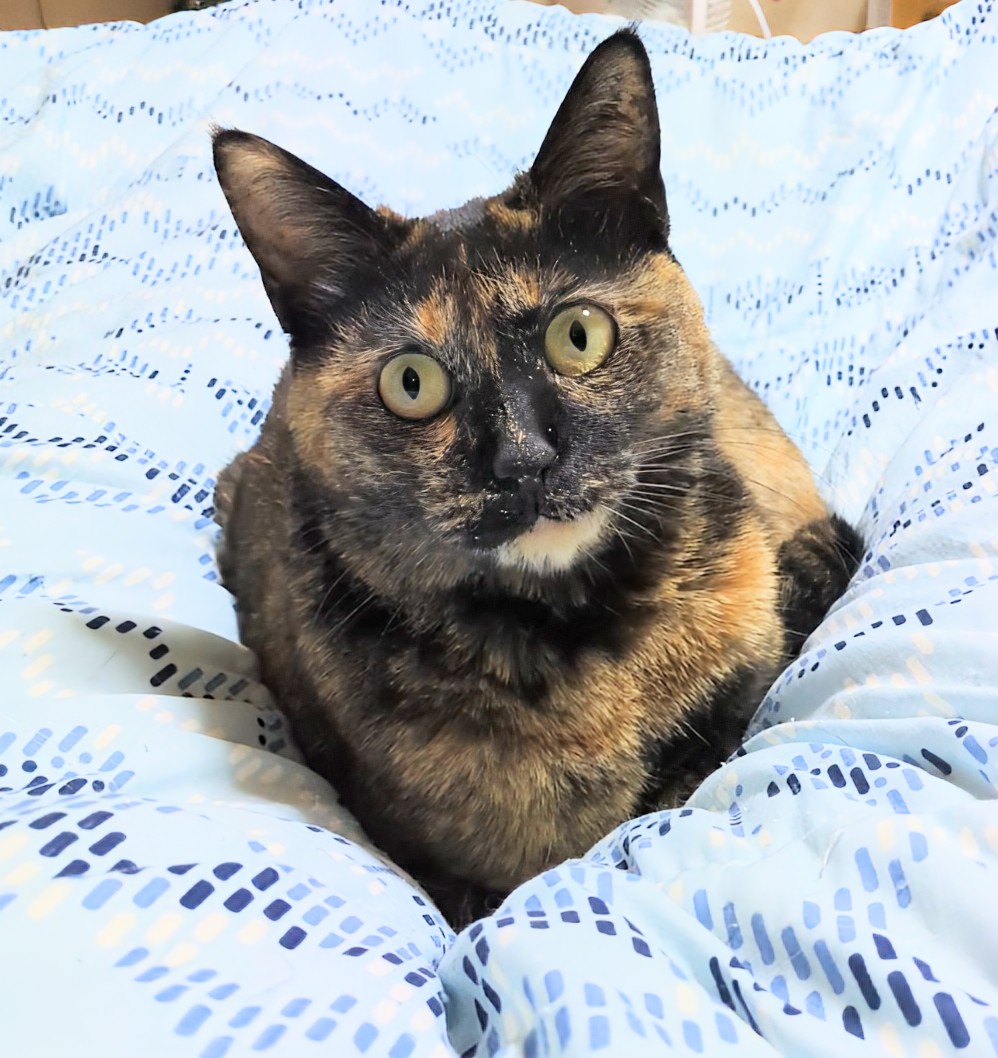 さび猫ボボちゃん tweet media