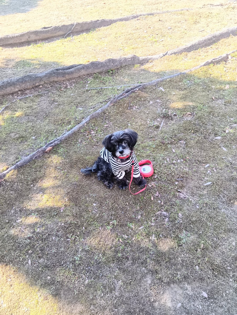 凛子としょうた2 tweet media