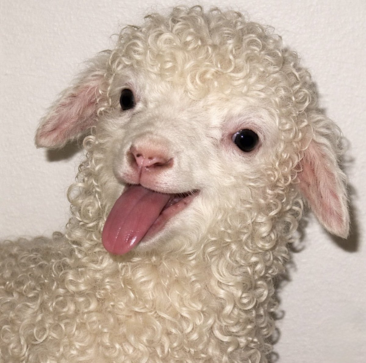 малышка на миллиард tweet media