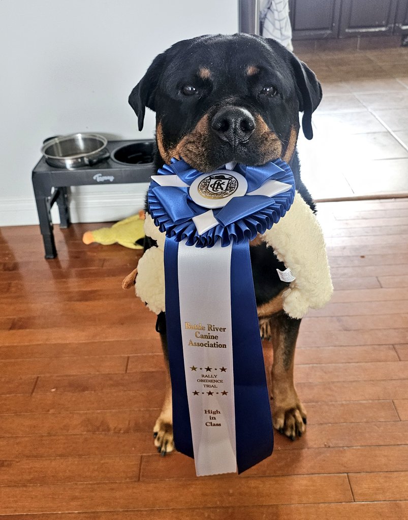 Team Servicerottie🇨🇦🐕‍🦺🦽 tweet media