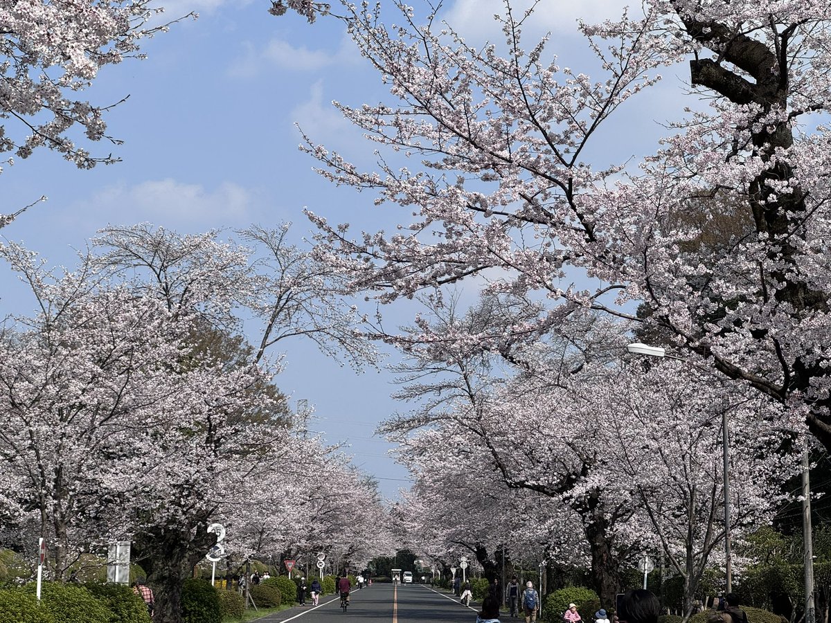 若専G Season 2.1 tweet media