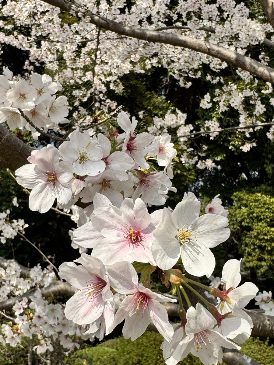 若専G Season 2.1 tweet media