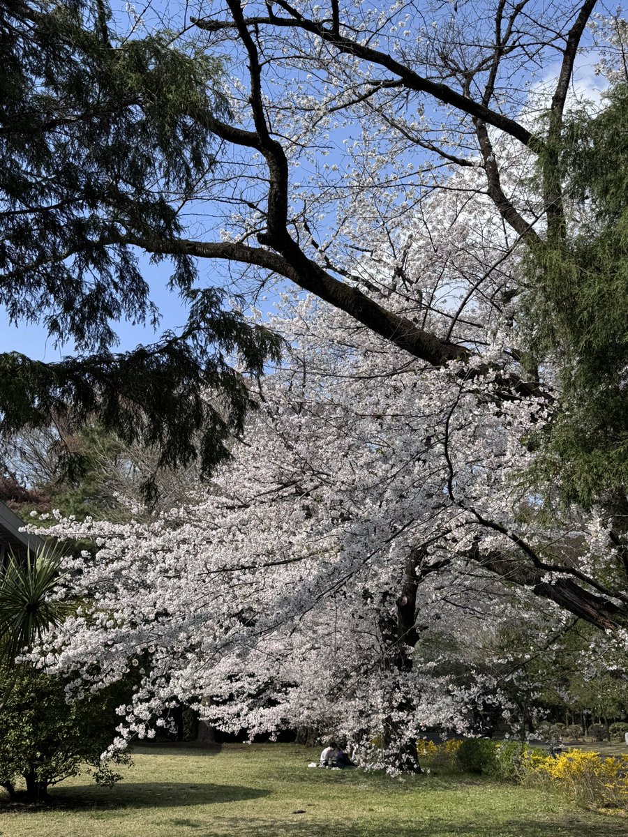 若専G Season 2.1 tweet media