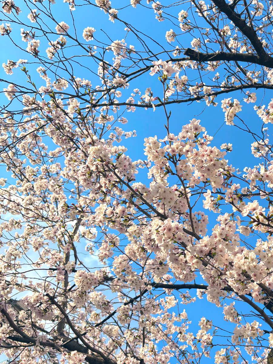 おはようございます✨
出会いもあれば別れもある🌸
春はそんな季節。

目の前に起こる出来事や流れを受け入れつつ、最後は自分を信じて進めば
きっとまた会える。
そんな気がした日曜日でした。

そんな春だから桜が似合うのかな。
自然と上を（桜を）見上げて歩いていけますね。