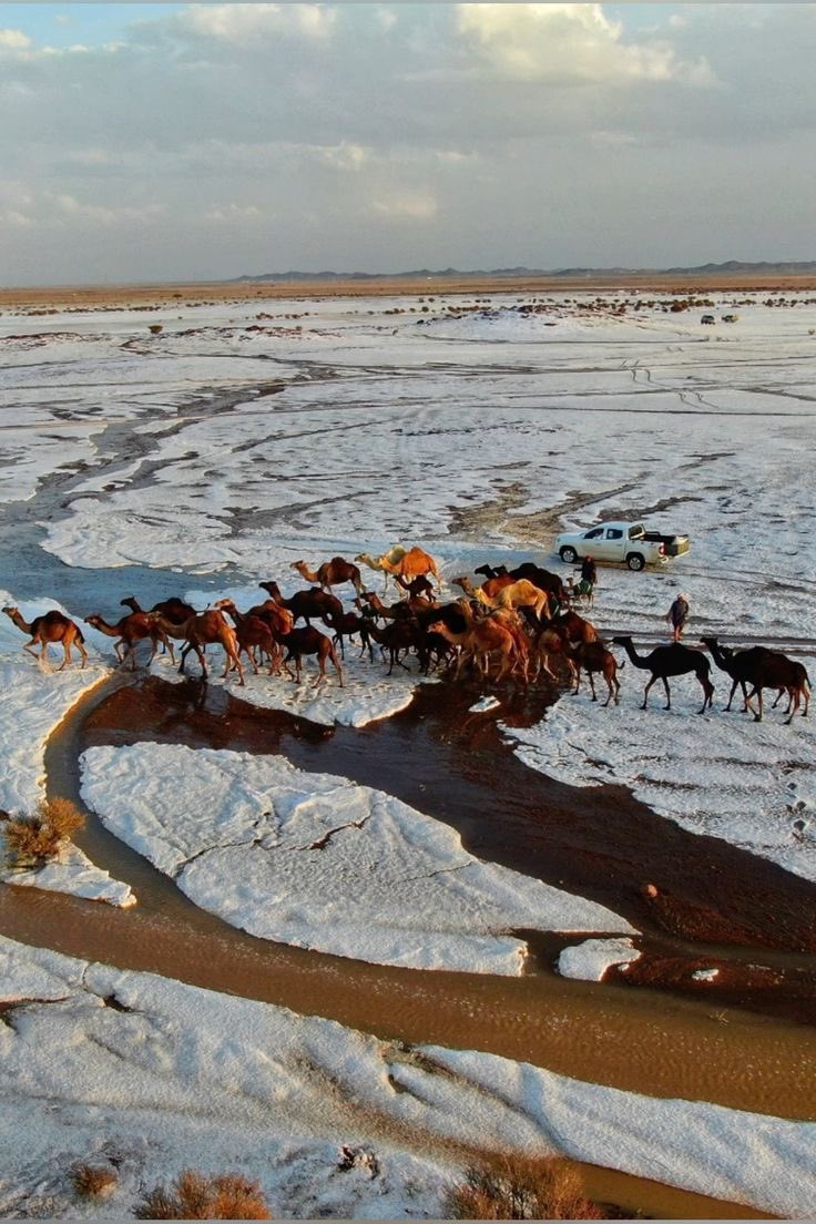 دالـيا. tweet media