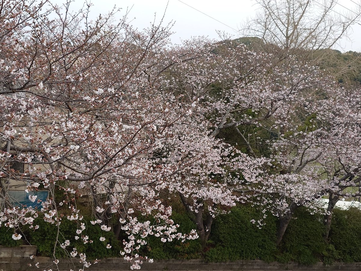 ジャックエース(Pommuなキツネ🦊w) tweet media