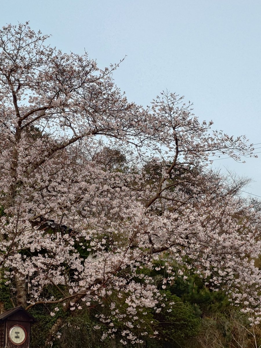 ジャックエース(Pommuなキツネ🦊w) tweet media