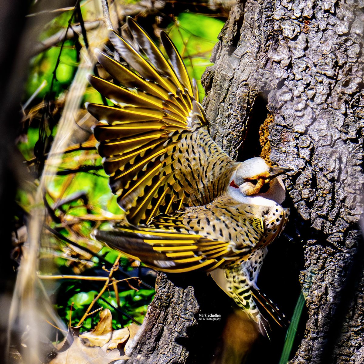 Mark Scheflen (kiboko_mark) tweet media