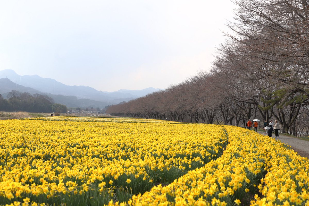石村隆徳@田舎の風景お届けします。東吾妻町 tweet media
