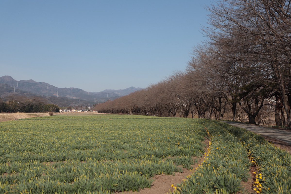 石村隆徳@田舎の風景お届けします。東吾妻町 tweet media
