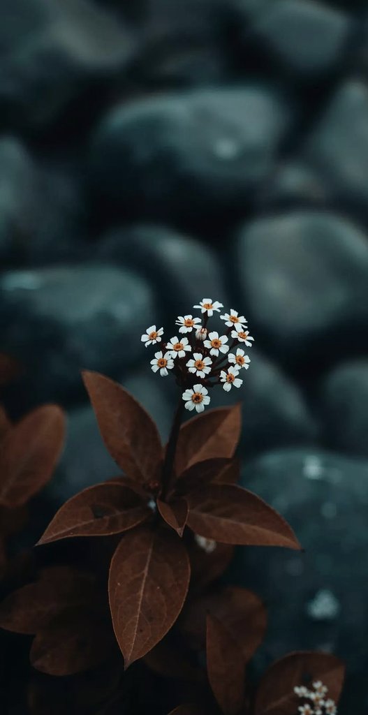 ~henüz~ tweet media