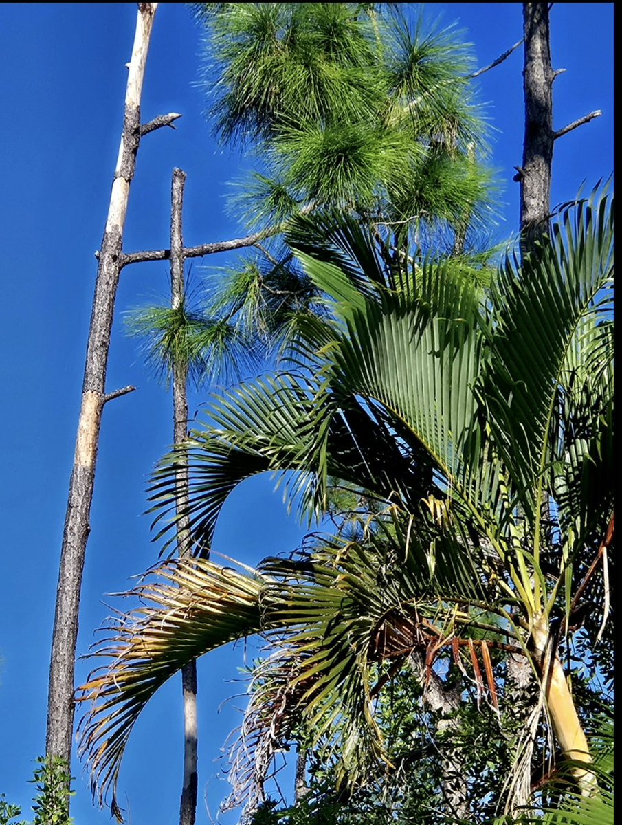 AnnieHecht's tweet photo. Palm Sunday Blessings!
"Rejoice Greatly"
https://t.co/2cscNIFxmd 
Messiah: Rejoice Greatly
George Frideric Handel

"Rejoice greatly, O Daughter of Zion! Shout, O Daughter of Jerusalem! See, your King comes to you, righteous and victorious, lowly and riding on a donkey"  Zechariah https://t.co/WdhiodtjrA